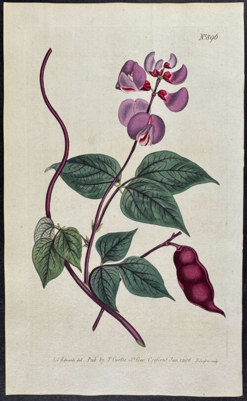 Black-Seeded Dolichos