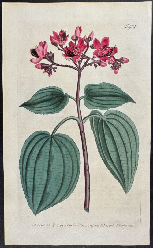 Corymbous Melastoma