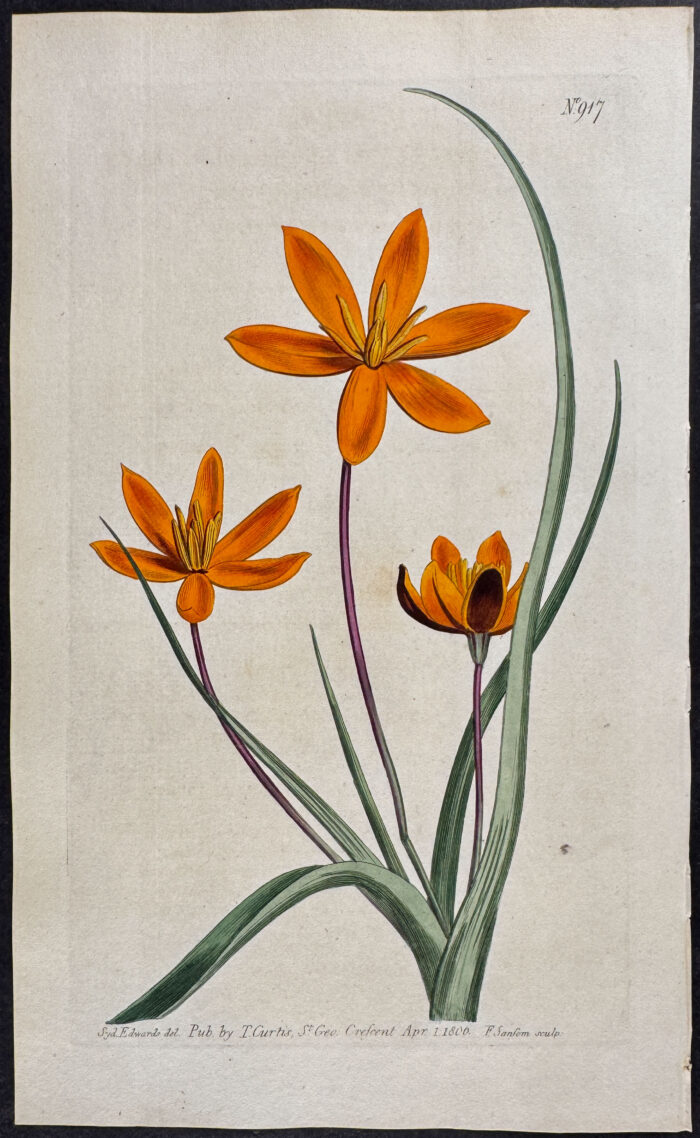 Large-flowered Serrate-Leaved Hypoxis