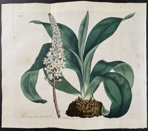 Common Red-rooted Sea-Onion or Officinal Squill
