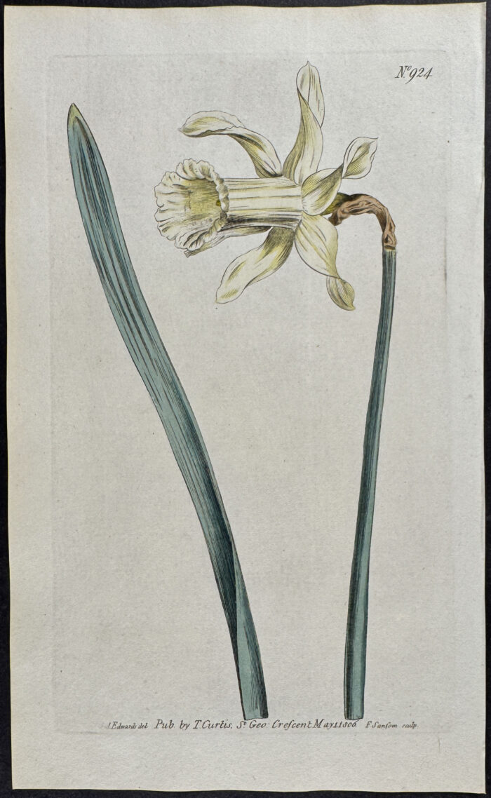 White Long-Flowered Daffodil