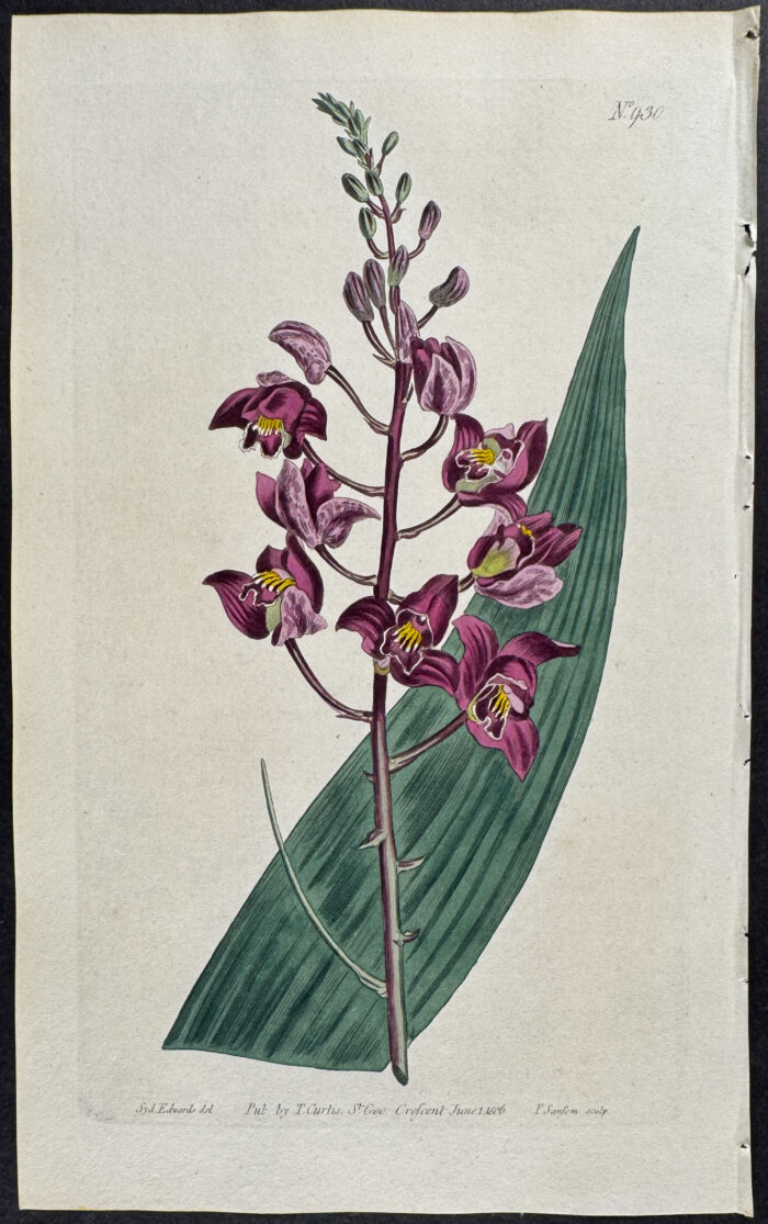 Tall Limodorum