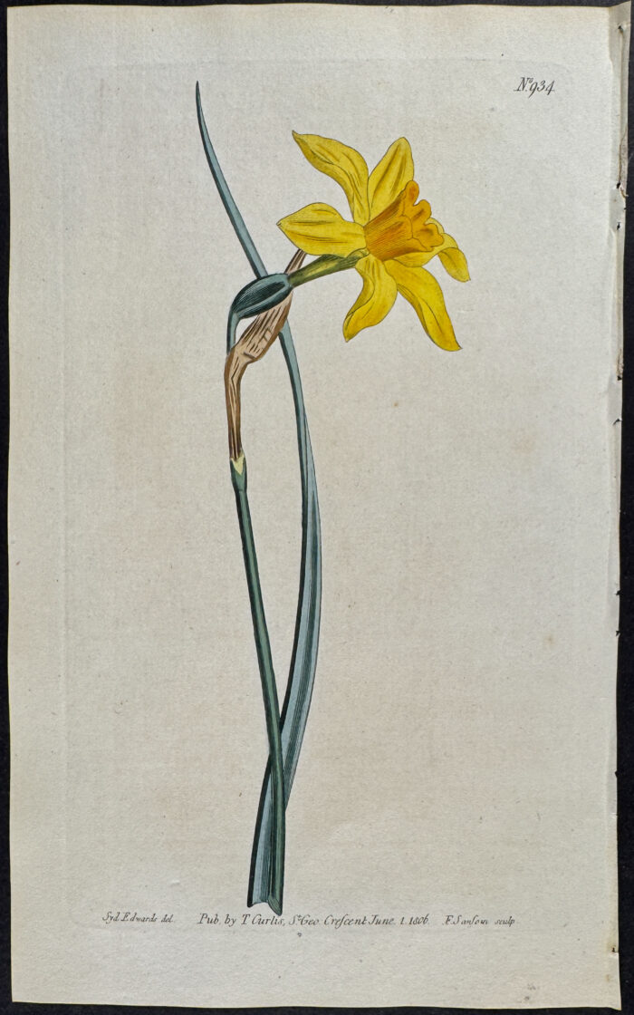 Great Yellow Jonquil