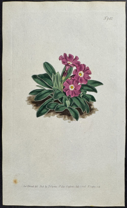 Entire-leaved Primrose