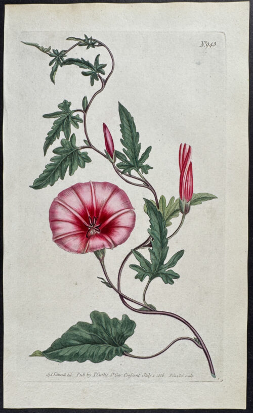 Bryony-leaved Bindweed