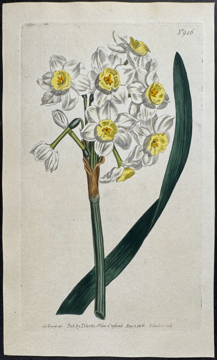 Many-flowered Narcissus of the Levant