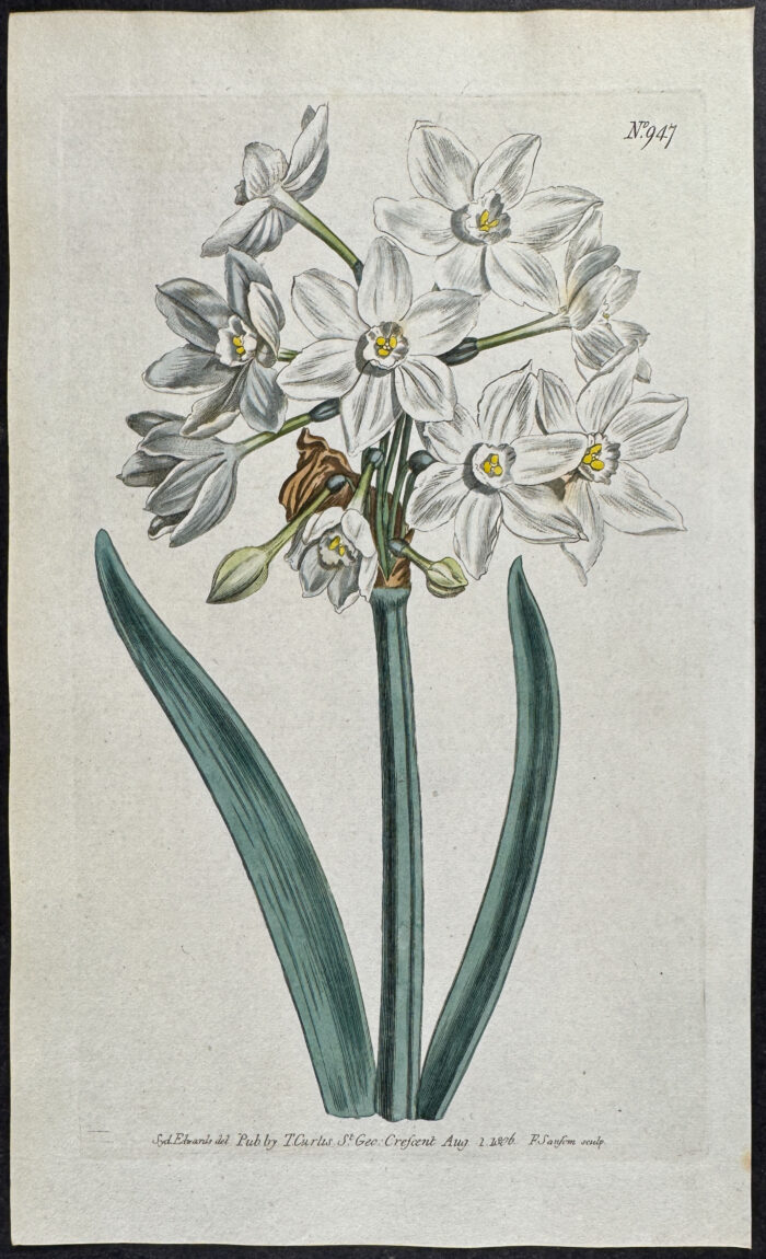 Italian or Paper-White Narcissus