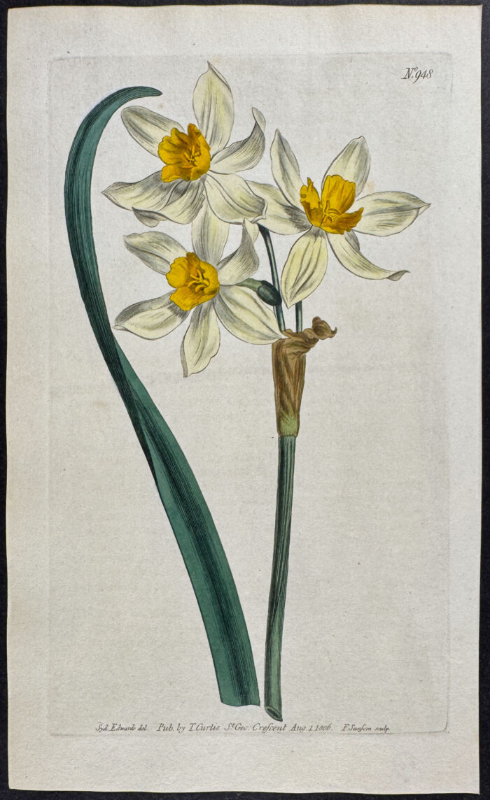 Cream-coloured Narcissus of the Levant