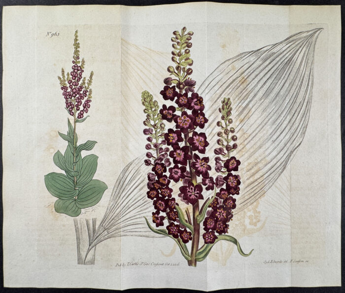 Dark-Flowered Veratrum