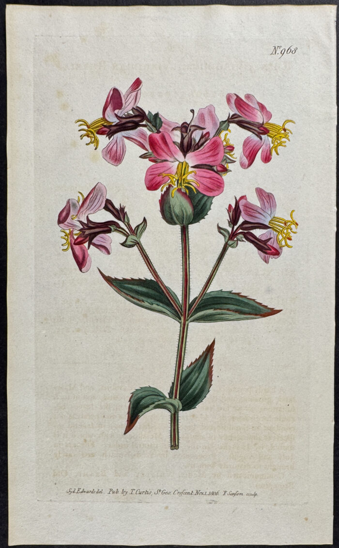 Virginian Rhexia