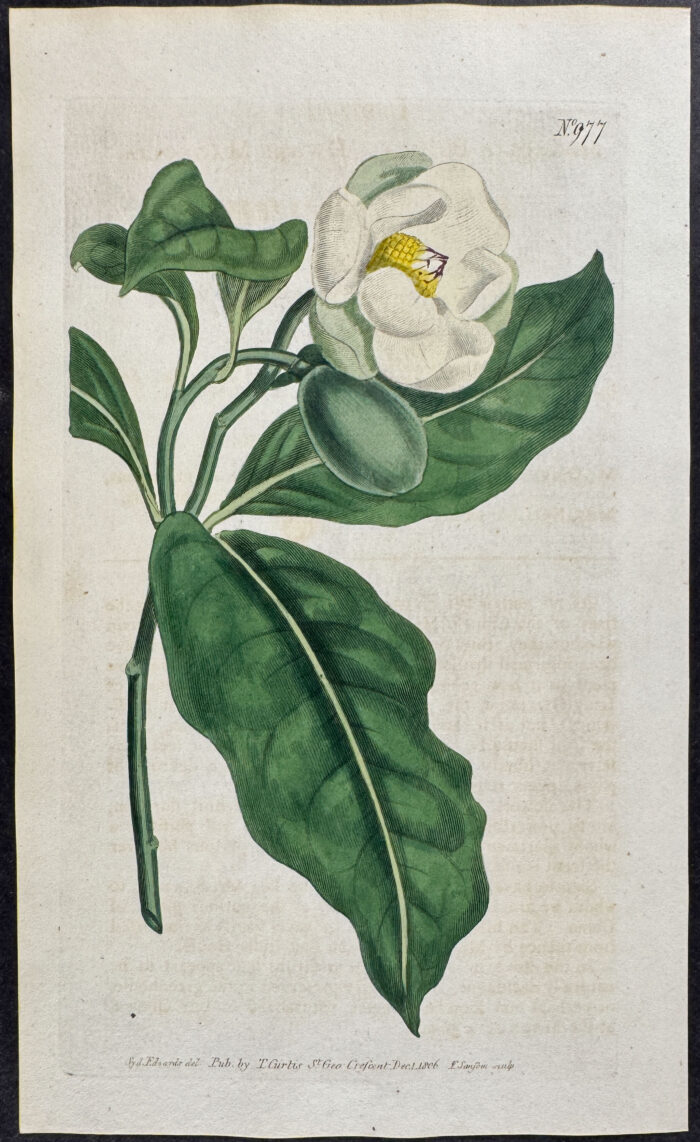 Dwarf Magnolia