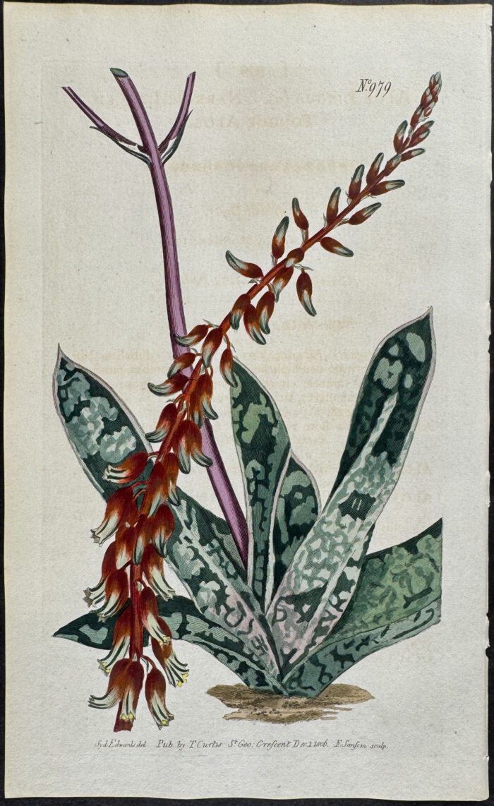 Narrow-leaved Tongue Aloe