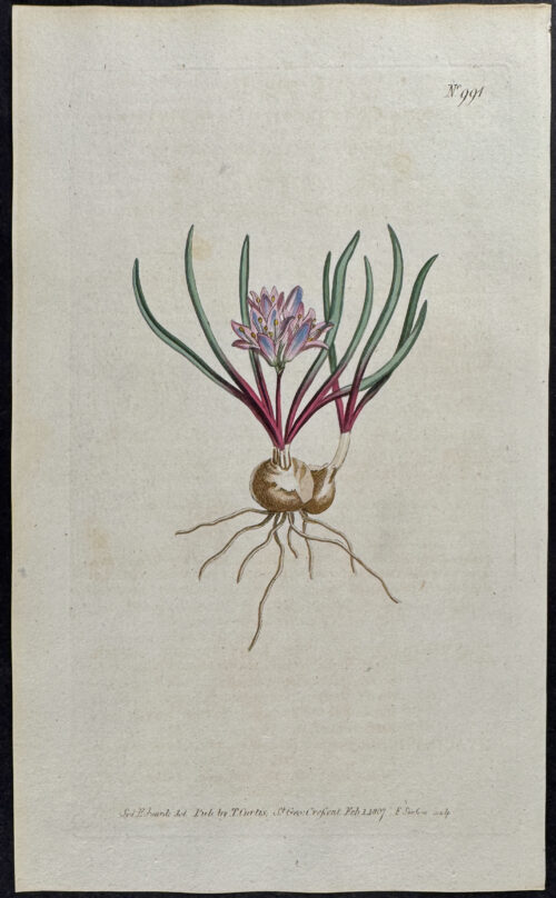 Cape Hyacinth
