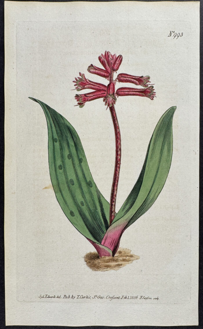 Dotted-flowered Lachenalia