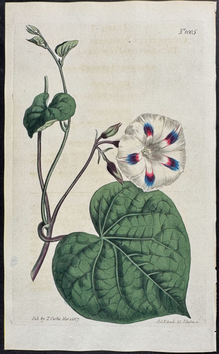 Tall Spotted-Flowered Bindweed