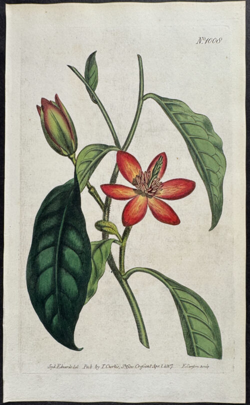 Brown-stalked Magnolia