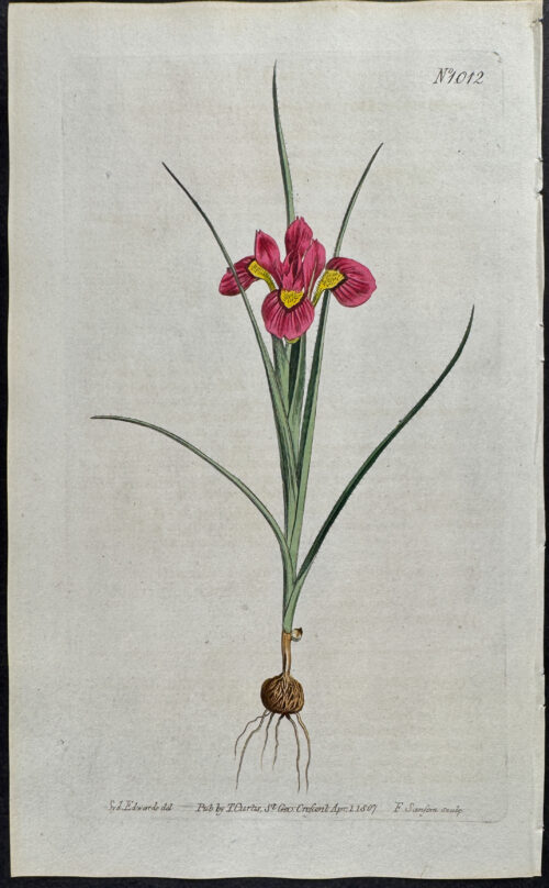 Cilate-leaved Moraea