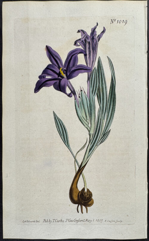 Elder-flower-scented Babiana