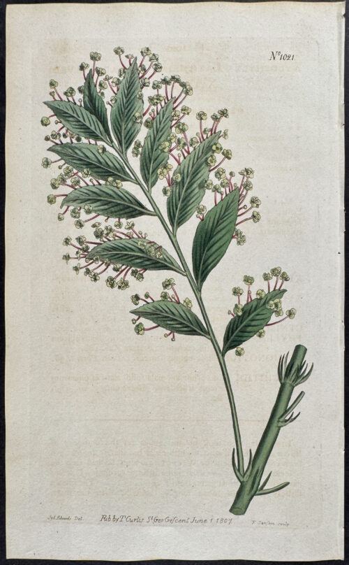 Broad-leaved Xylophylla