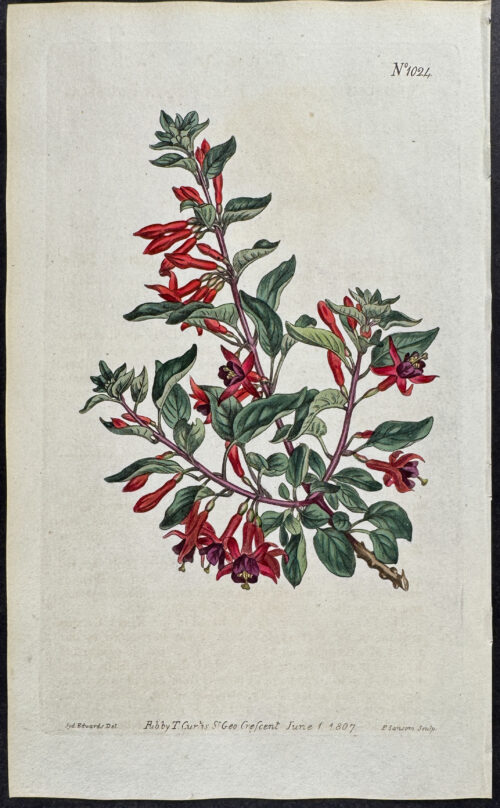 Box-thorn Fuchsia