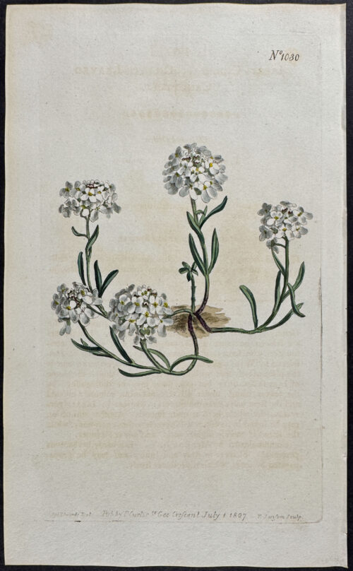 Ciliate-leaved Candytuft