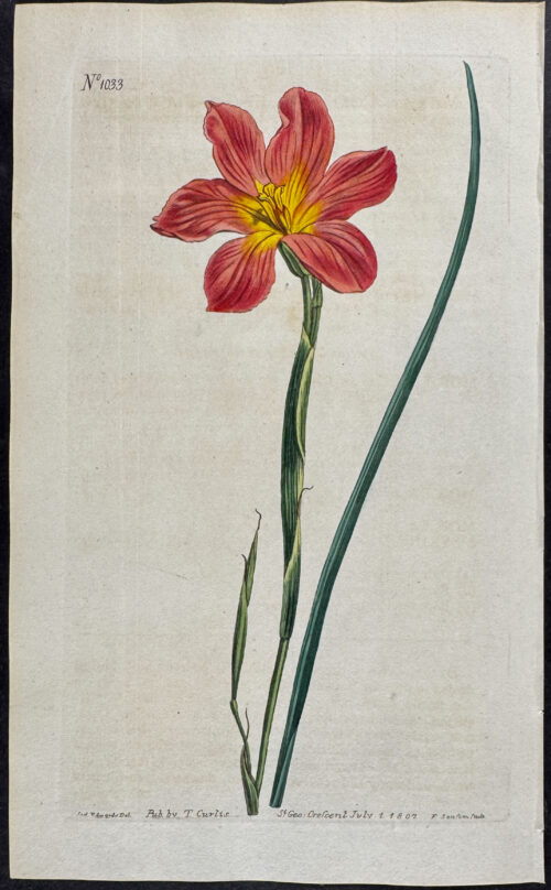 Equal-flowered Moraea