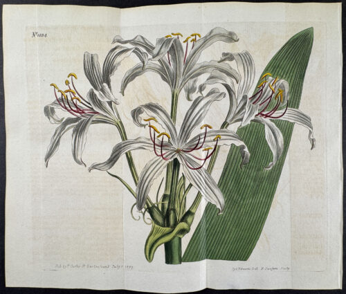 Few-Flowered West-Indian Crinum