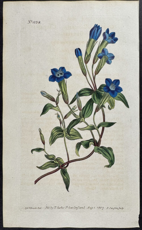 Caucasian Gentian