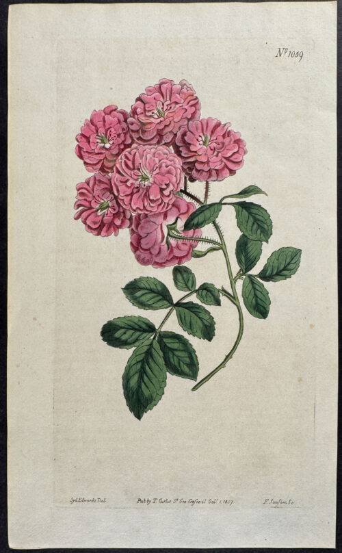Bramble-flowered Rose
