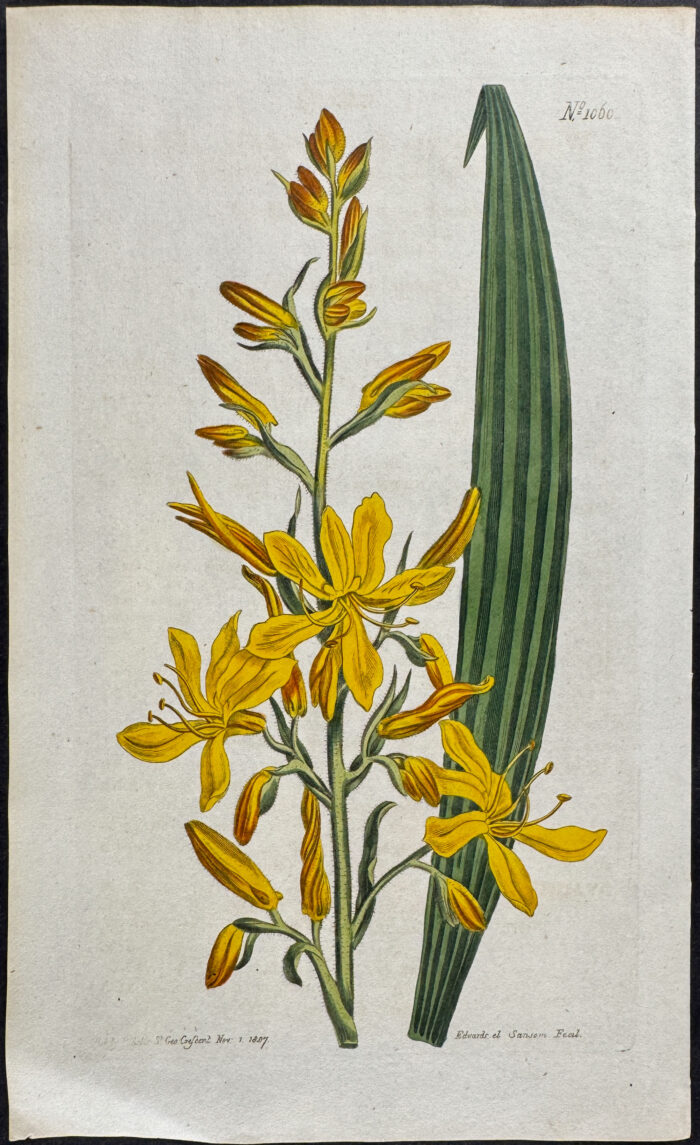 Tall-Flowering Wachendorfia