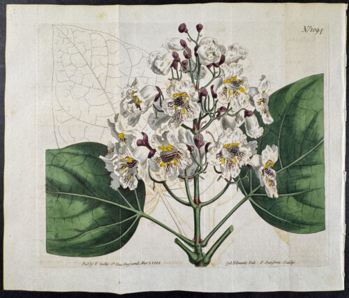 Common Catalpa