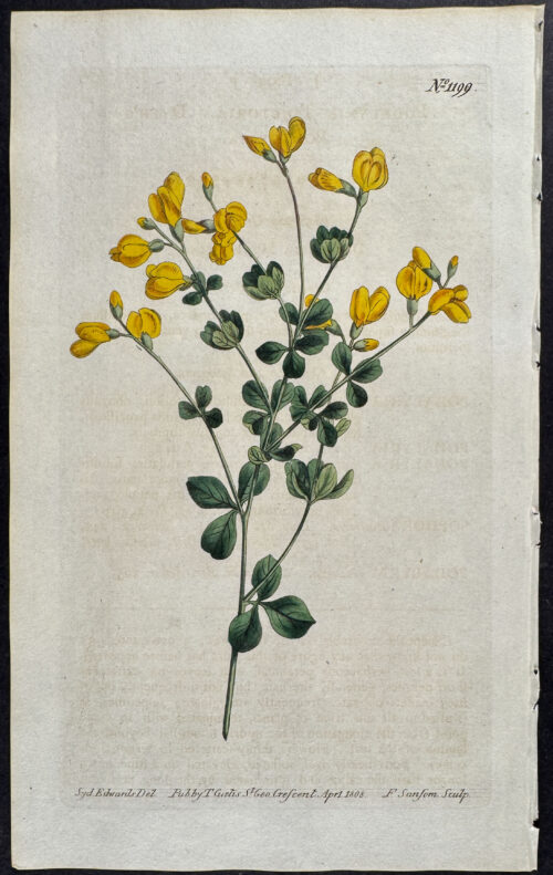 Dyer's Podalyria