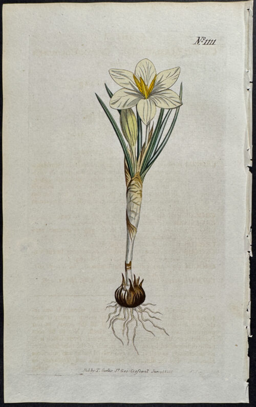 Cream-coloured Crocus