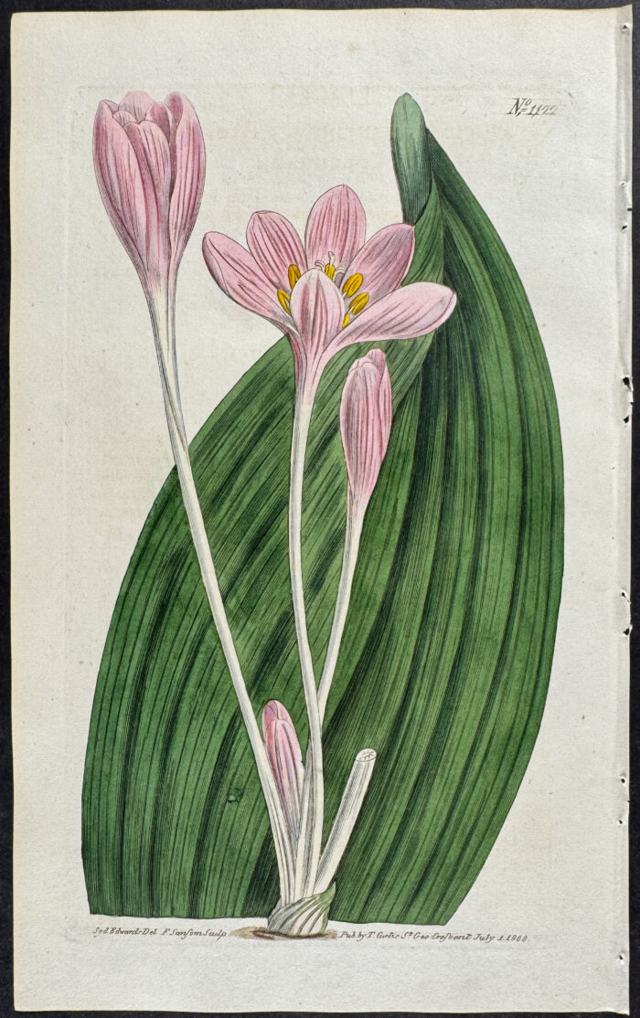Broad-leaved Colchicum