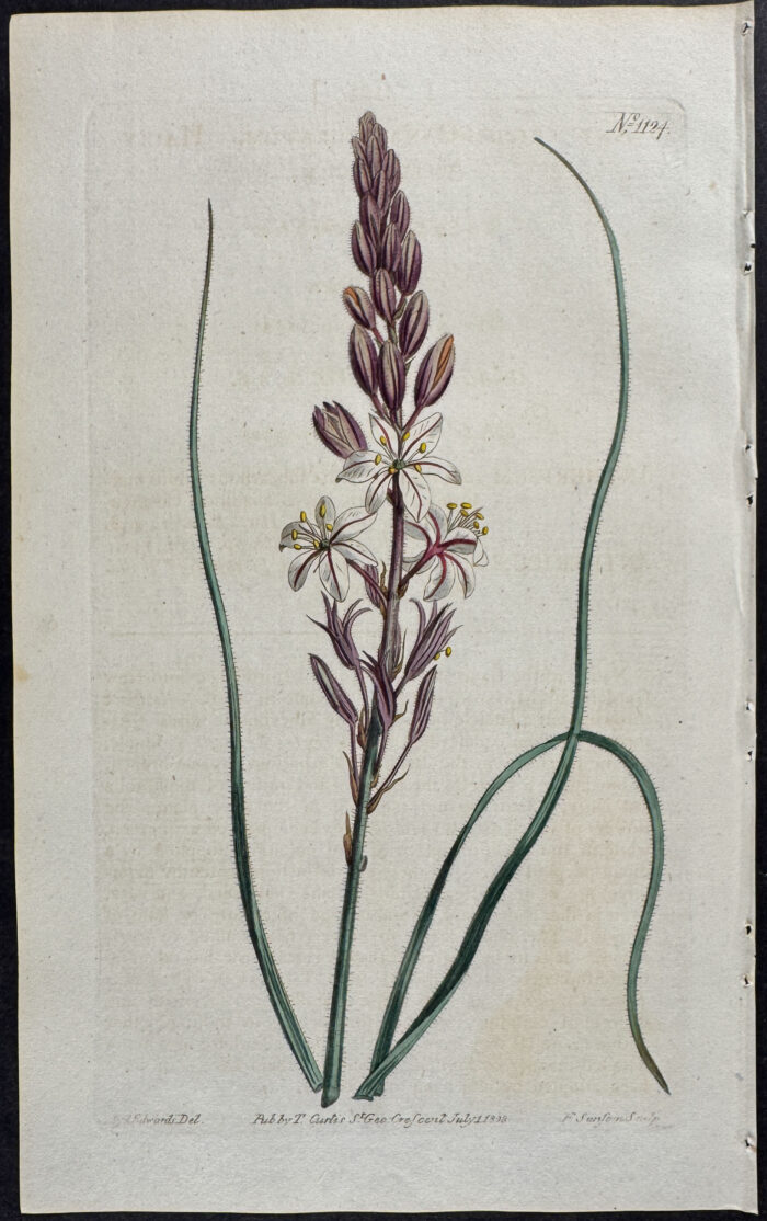 Hairy Anthericum