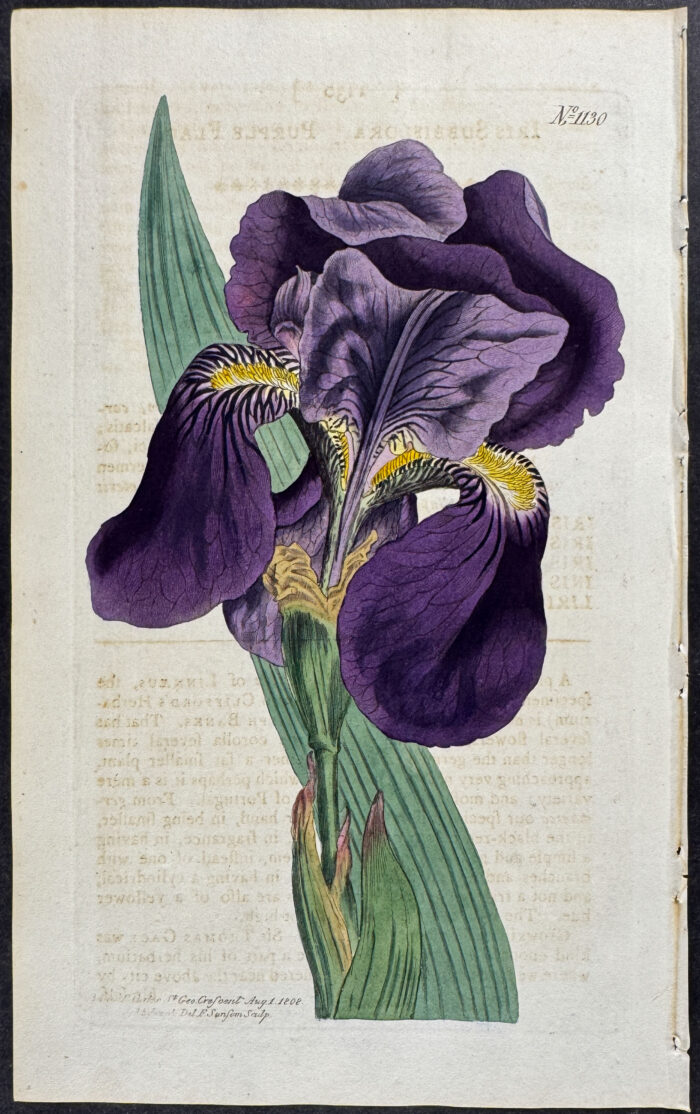 Iris - Purple Flag