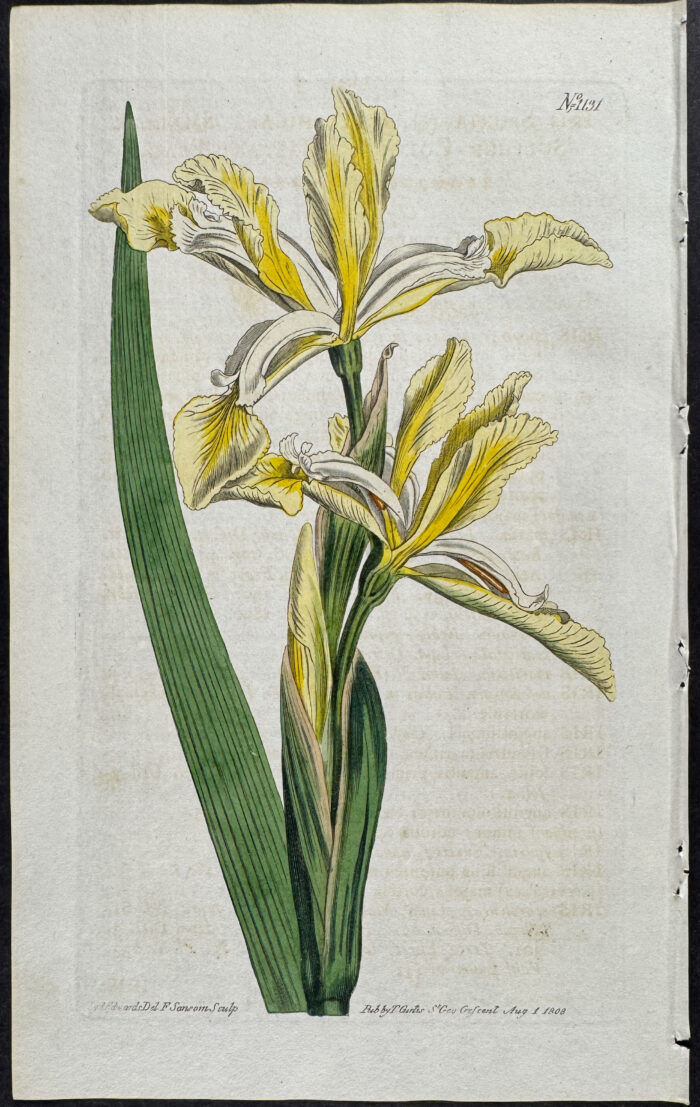 Iris - Smaller Sulphur-Coloured Bastard Flag