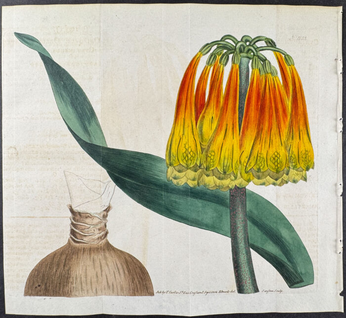Oblique-leaved Cyrtanthus