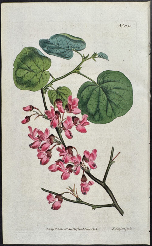 Common Judas Tree