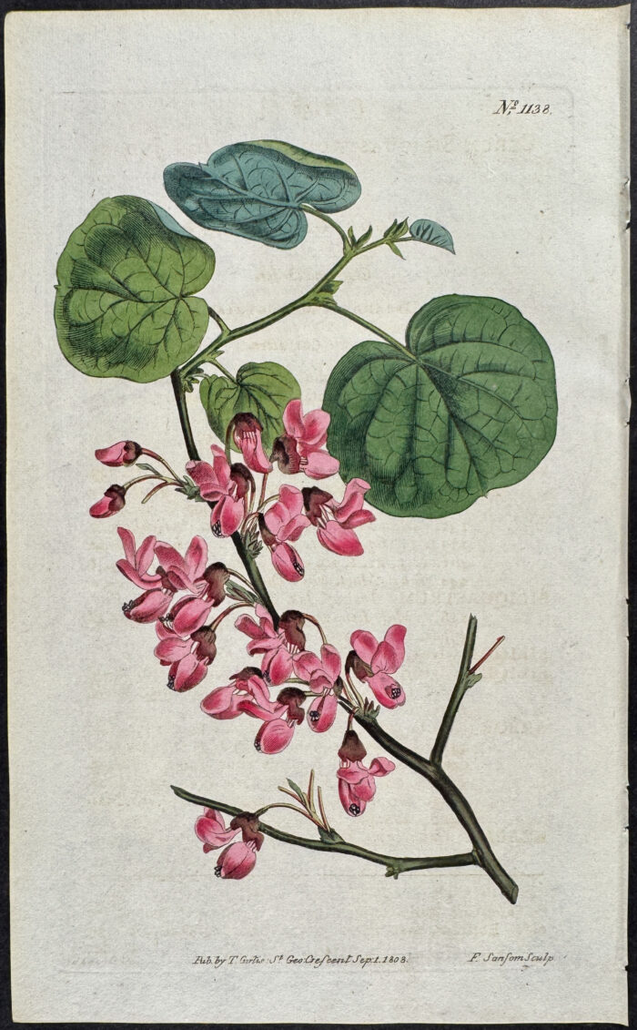 Common Judas Tree