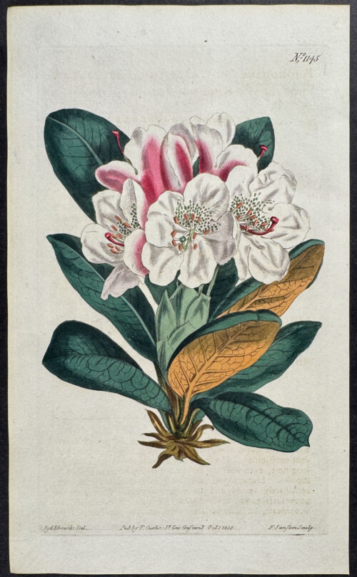Caucasian Rhododendron
