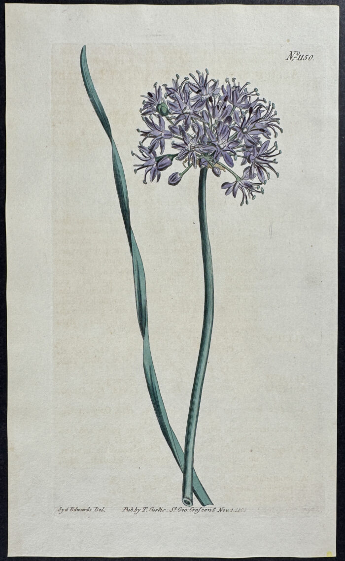 Narcissus-leaved Garlick