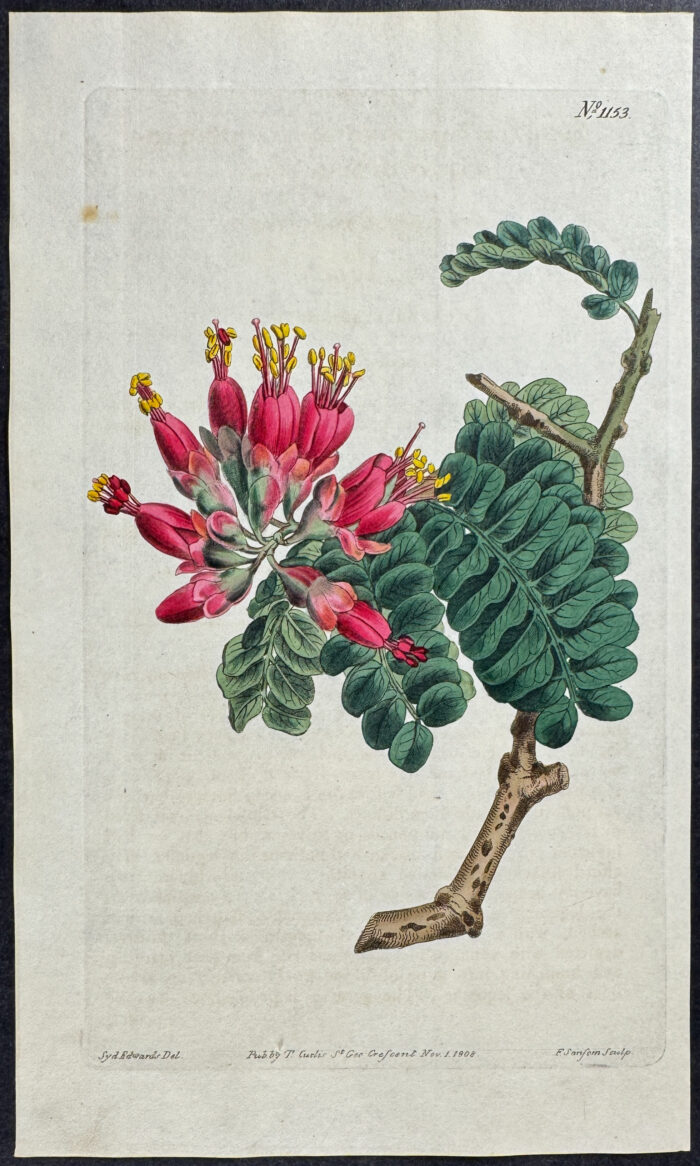 Broad-leaved Schotia