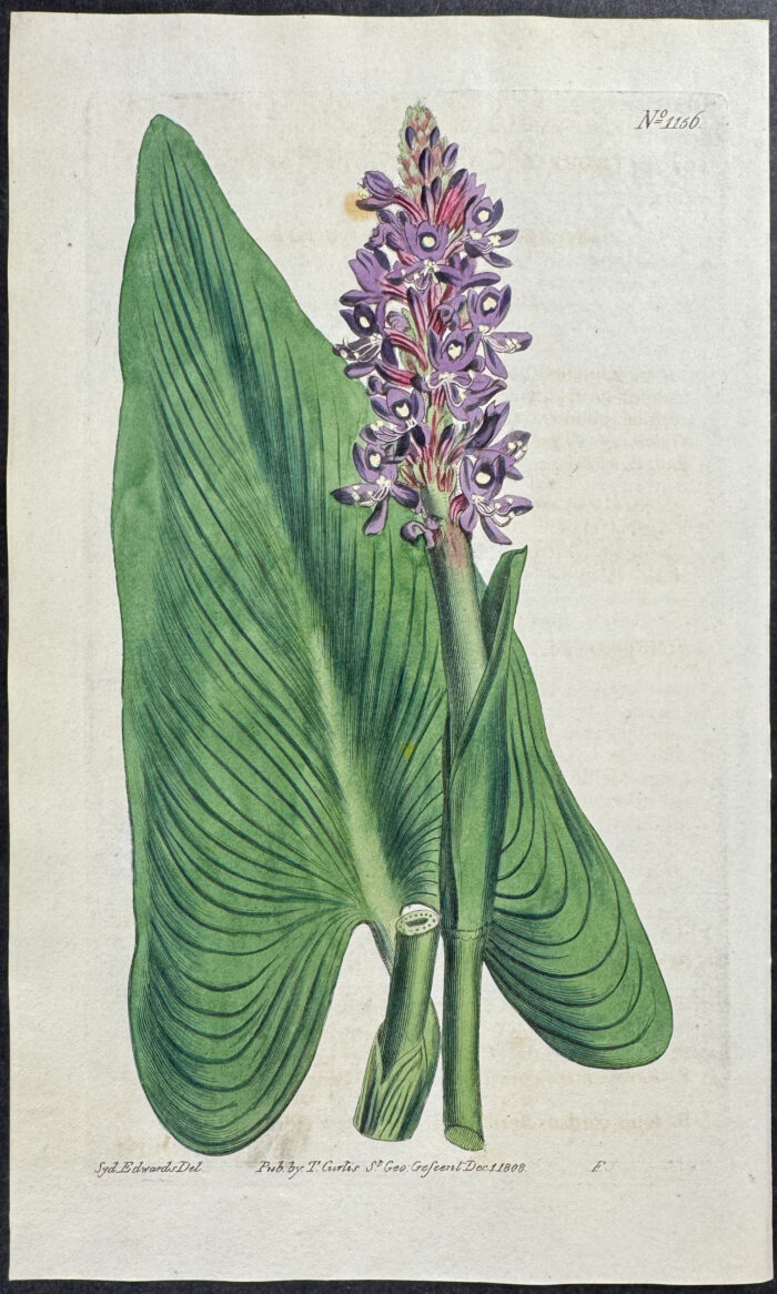 Heart-leaved Pontederia