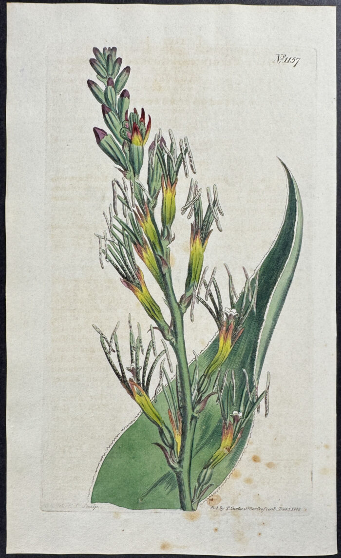 Spike-flowered Agave