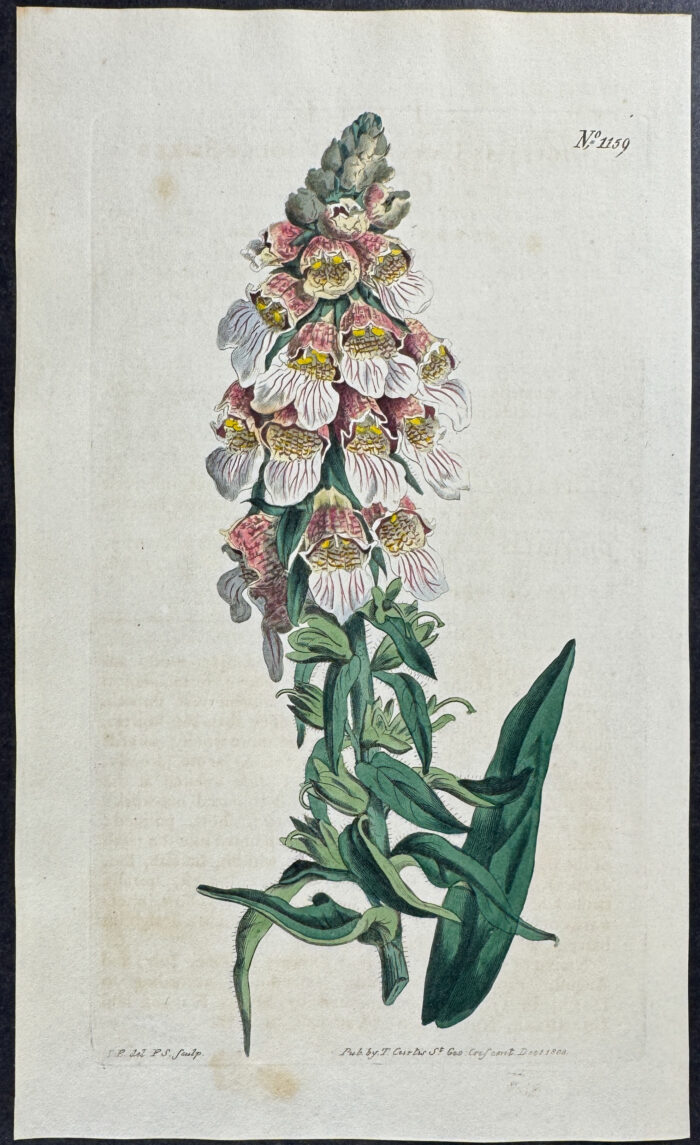 Woolly-spiked Fox-glove
