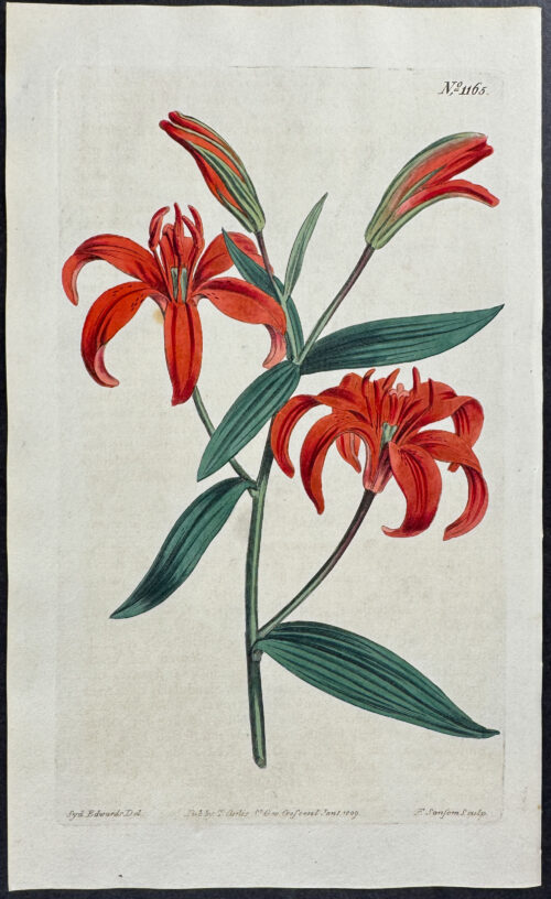 Chinese Orange Lily