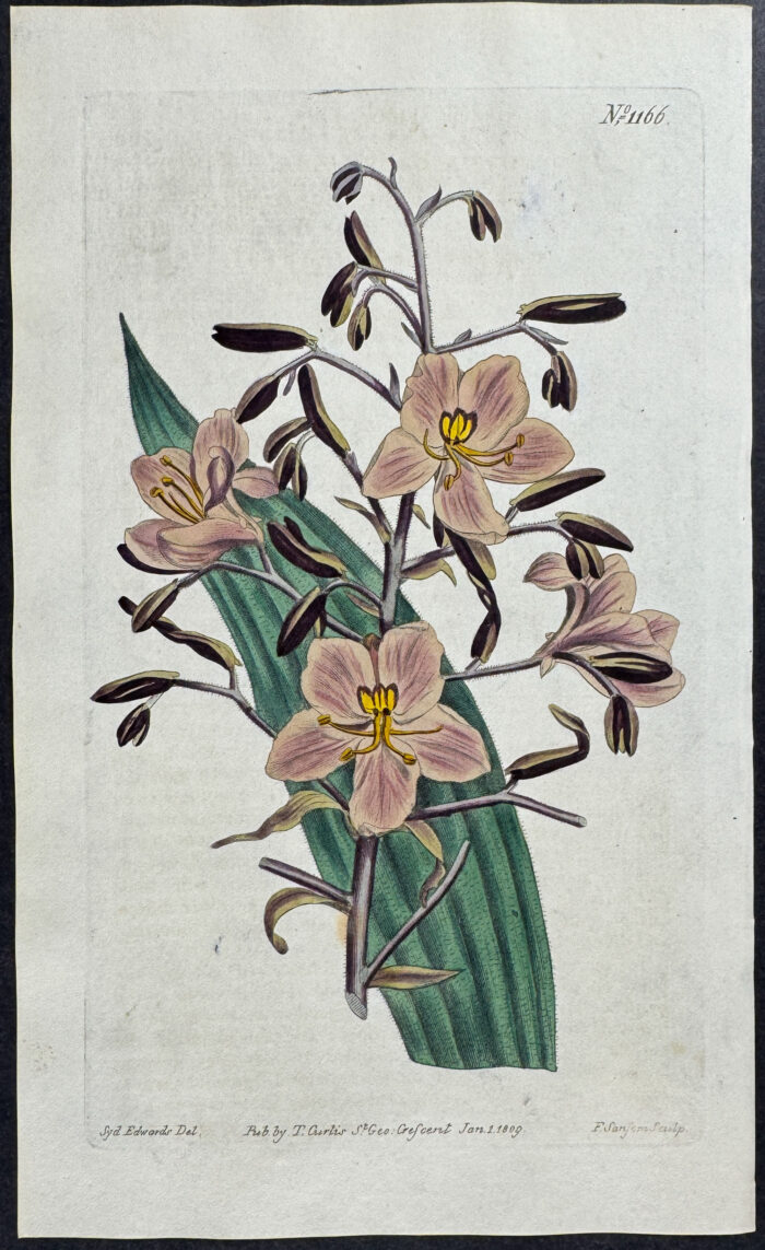 Dingy-Flowered Wachendorfia