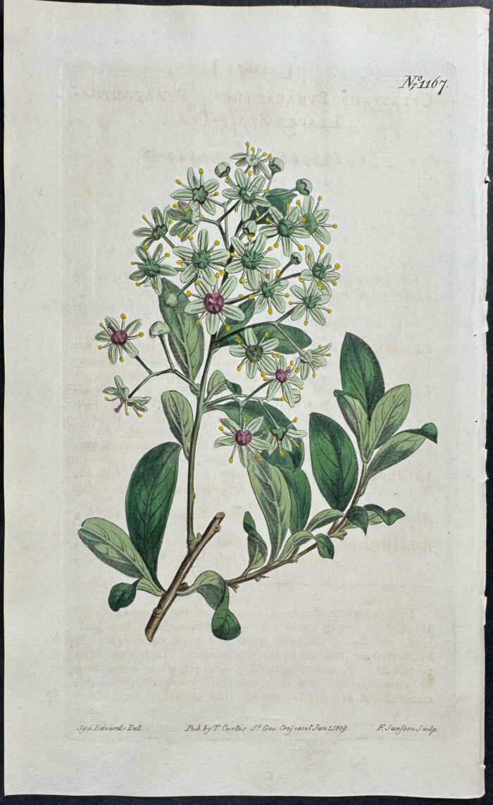 Pyracantha-leaved Staff-tree