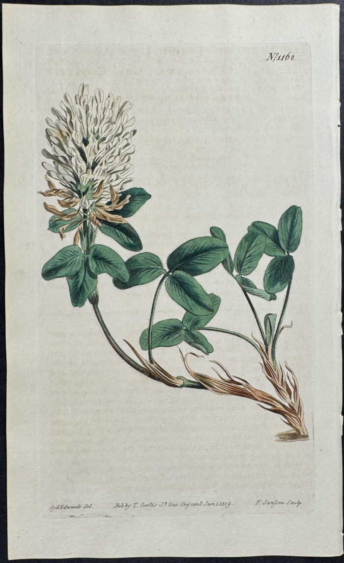 Grey Clover